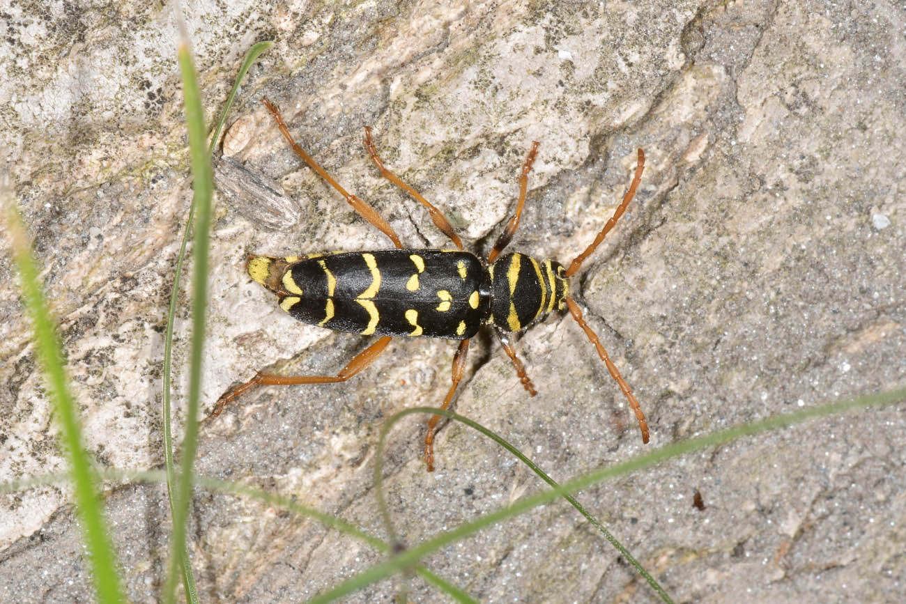 Cerambycidae:  Plagionotus arcuatus?  S !